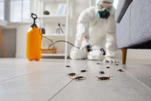 Affordable Termite Control solutions in Adrian, MO